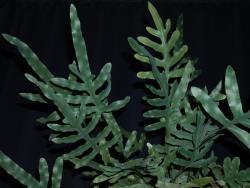 Phlebodium aureum. Sterile fronds on a cultivated plant.
 Image: L.R. Perrie © Leon Perrie CC BY-NC 3.0 NZ